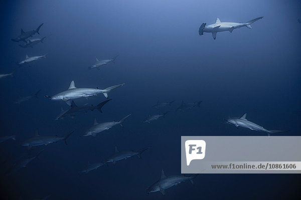 Shy Hammerhead Sharks (Sphyrna Lewini) gather in large schools in deep blue