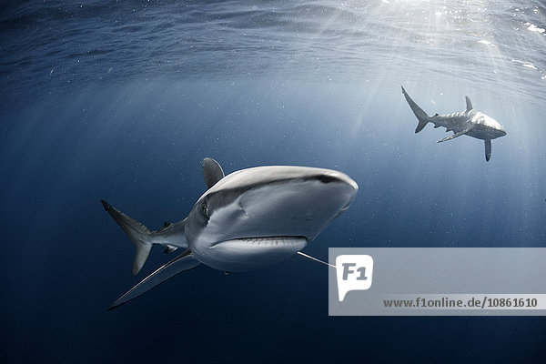 Neugieriger Seidenhai (Carcharhinus Falciformis) schwimmt nahe der Oberfläche