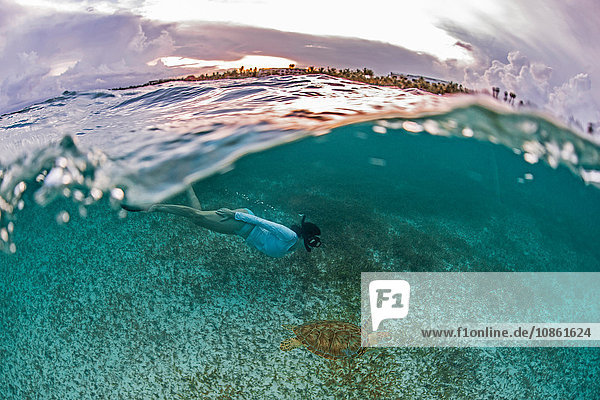Snorkeler gets close to sea turtle in the shallows of Akumal Bay at sunset  Mexico