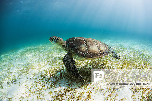 Green Turtle (Chelonia Mydas) looks for seagrass foraging grounds in the shallows of Akumal Bay  Mexico