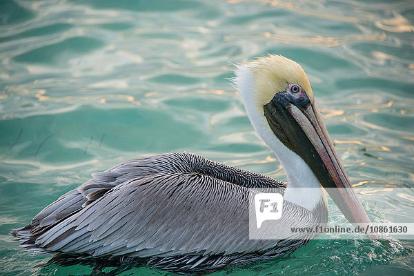 Brauner Pelikan (Pelecanus Occidentalis)