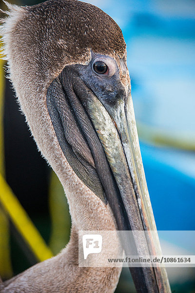 Brauner Pelikan (Pelecanus Occidentalis)