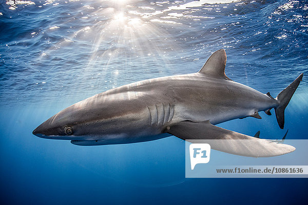 Seidenhai (Carcharhinus Falciformis) schwimmt in der Nähe des Fotografen