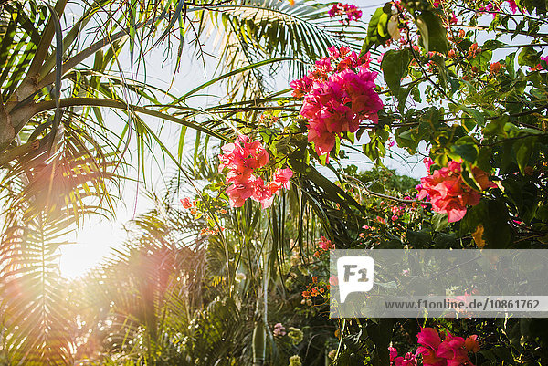 Sonnenuntergang durch Regenwald und rosa Blüte  Tamarindo  Guancaste  Costa Rica