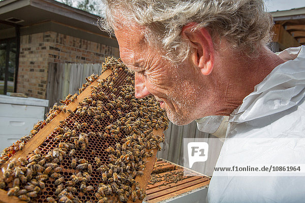 Imker untersucht Bienenstockrahmen