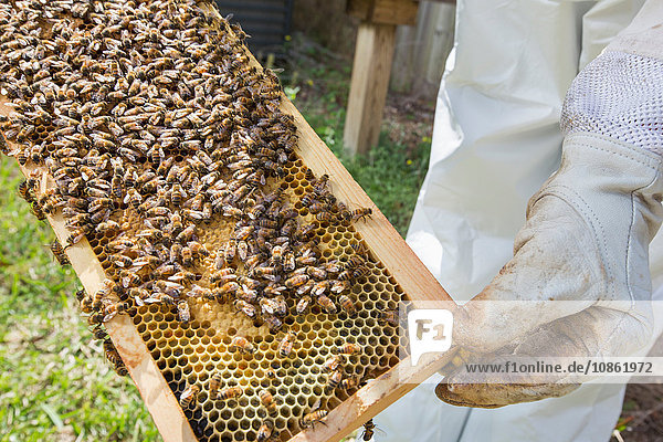Imker hält Bienenstockrahmen mit Bienen  Nahaufnahme