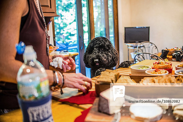Haustier Hund beobachtet Frau bei der Zubereitung von Snacks an der Küchentheke