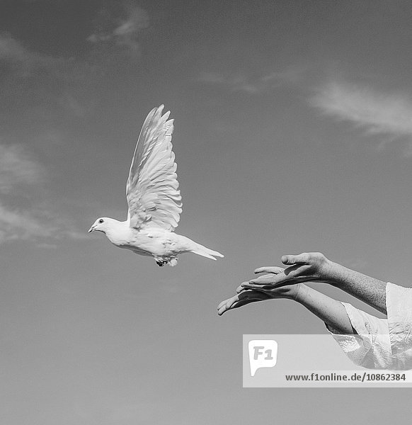 Frau lässt weiße Taube in den Himmel frei
