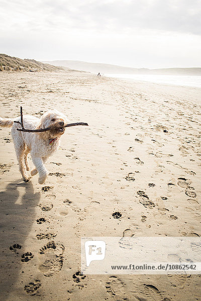 Süßer Hund holt einen Stock am Strand  Dillon Beach  Kalifornien  USA
