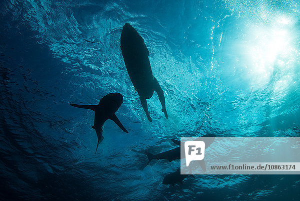Low angle underwater view of surfer on surfboard with sharks  Colima  Mexico