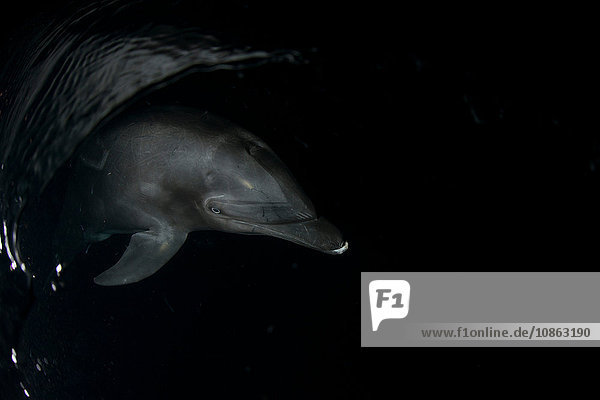 Bottlenose dolphin (tursiops) on water surface in darkness  Socorro  Revillagigedo  Colima  Mexico
