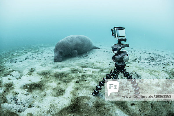 Unterwasserkamera auf Stativ filmt schlafende Seekuh Biosphärenreservat Sian Kaan Quintana Roo Mexiko