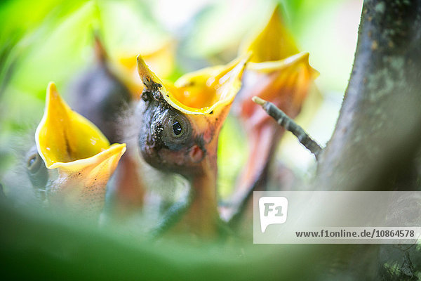 Nahaufnahme des Staatsvogels von Florida,  nördliche Spottvogelküken (Mimus polyglottos) im Nest,  die auf Nahrung warten