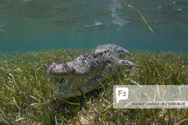 Unterwasseraufnahme eines amerikanischen Krokodils (Crodoylus acutus) im flachen Wasser des Biosphärenreservats Chinchorro Atoll  Quintana Roo  Mexiko