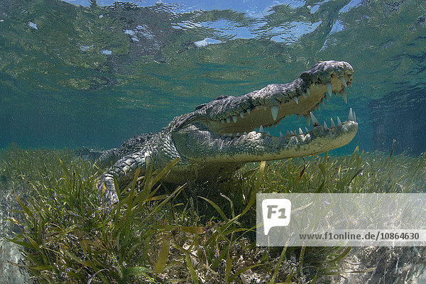 Unterwasseraufnahme eines amerikanischen Krokodils (Crodoylus acutus) im flachen Wasser des Biosphärenreservats Chinchorro Atoll  Quintana Roo  Mexiko