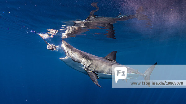 Grosser weisser Hai beißt Fischköder