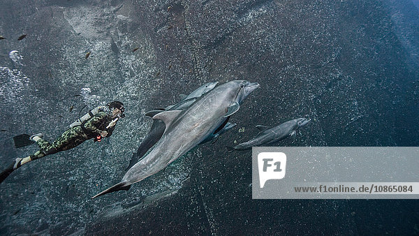 Scuba diver swimming with bottlenose dolphins