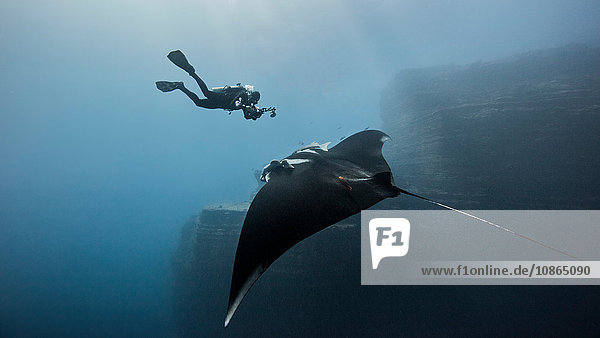 Scuba diver swimming with giant oceanic manta ray