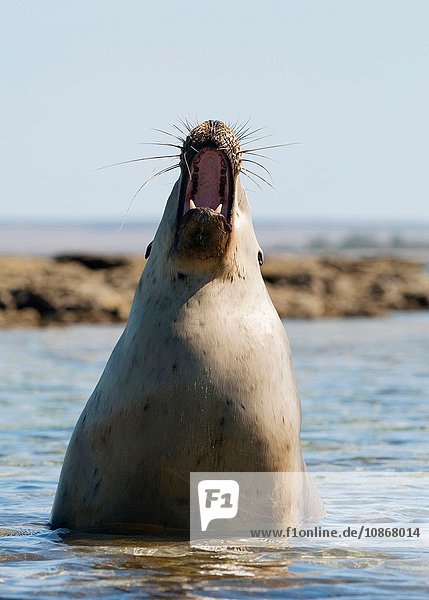Seelöwe in der Baird Bay Eyre Peninsula Südaustralien Australien