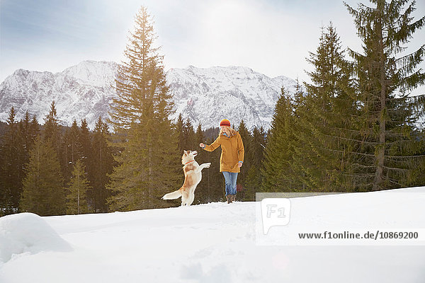 Frau spielt mit Husky in schneebedeckter Landschaft  Elmau  Bayern  Deutschland