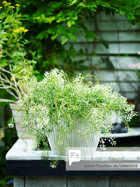 Gartenpflanze mit weißen Blüten im weißen Pflanztopf