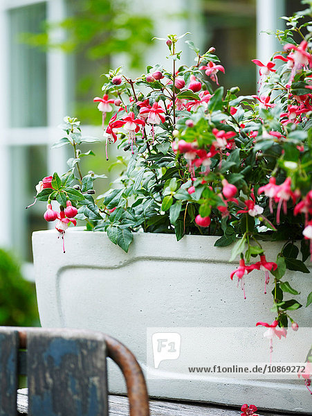 Pink flowered fuchsia garden plant in garden plant pot