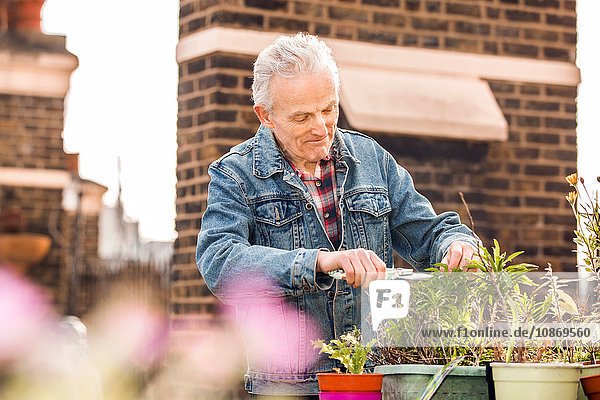 Älterer Mann beschneidet Topfpflanzen auf dem Dachgarten der Stadt