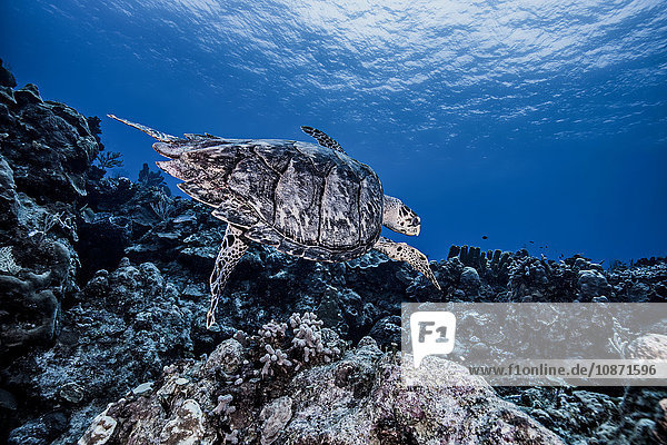 Karettschildkröte schwimmt über Korallen Cozumel