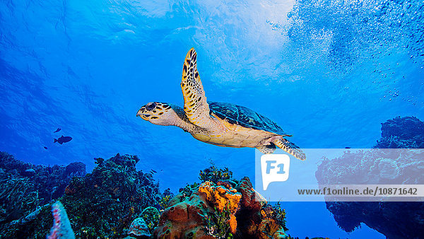 Karettschildkröte schwimmt über Korallen Cozumel
