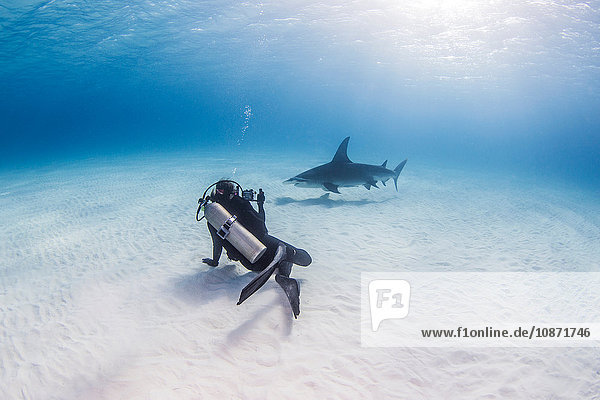 Diver taking photograph of Great Hammerhead Shark