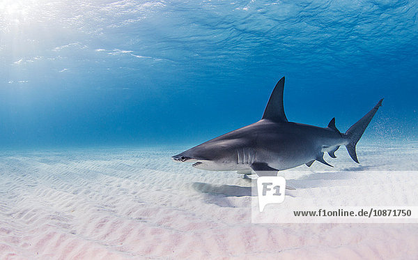 Great Hammerhead Shark swimming near seabed