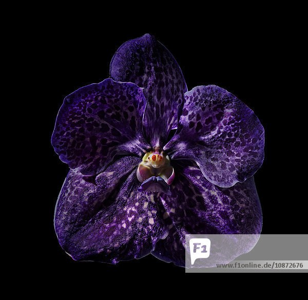 Purpurne Orchidee vor schwarzem Hintergrund