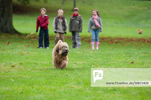 Hund rennt im Park  vier Kinder stehen im Hintergrund