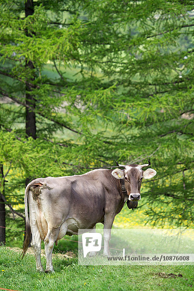 Kuh mit Kuhglocke  die über die Schulter schaut  Schweizer Alpen  Schweiz