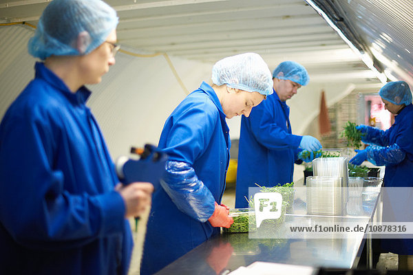Arbeiter an der Produktionslinie tragen Haarnetze  die Gemüse verpacken