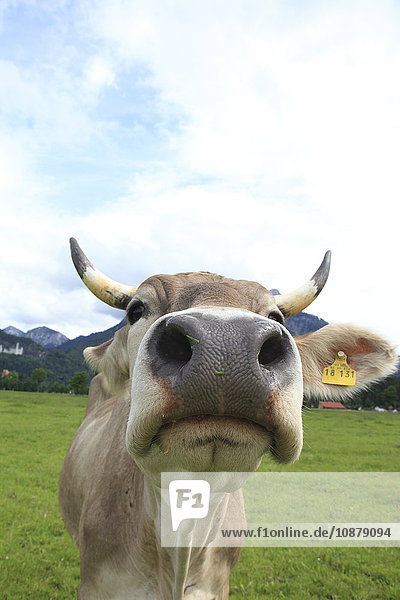 Kuh auf der Wiese  Ammergauer Alpen  Allgäu  Bayern  Deutschland  Europa