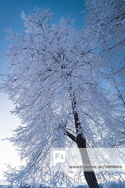 Schweden  Sodermanland  Skavsta  Winterlandschaft mit Bäumen