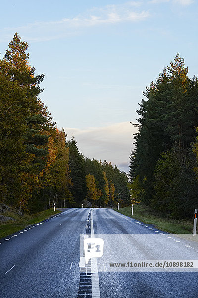 Schweden  Ostergotland  Bäume entlang der Straße