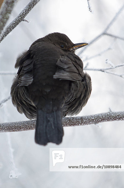 Schweden  Sodermanland  Vogel auf Zweig im Winter