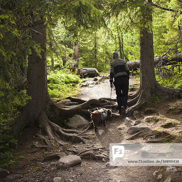 Schweden  Dalama  Fulufjallet Nationalpark  Frau Spaziergang Hund im Wald