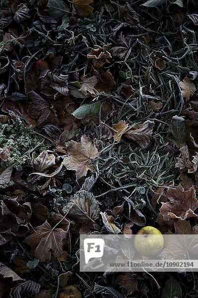 Schweden  Grüner Apfel auf Herbstblättern