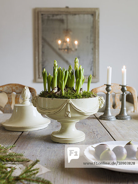 Sweden  Elegant dining table with potted plant and figs