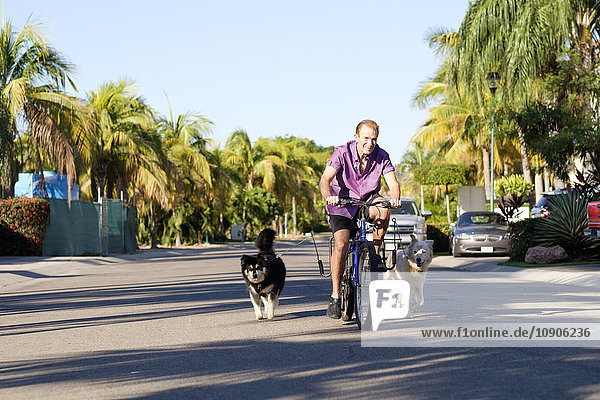 Senior man riding on a bicycle with two dogs attached