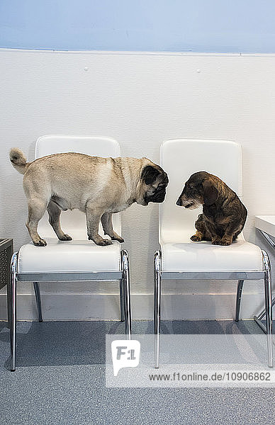 Two dogs on chairs of waiting room of a veterinary clinic