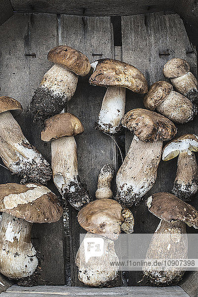 Porcini mushrooms in crate