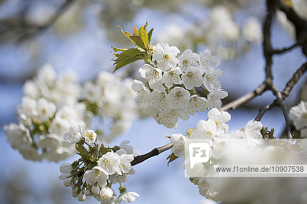 Blossoming cherrry tree