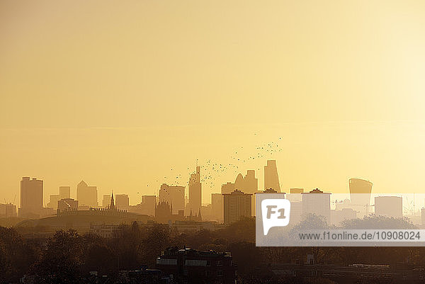 UK  London  flock of birds in front of skyline in morning light