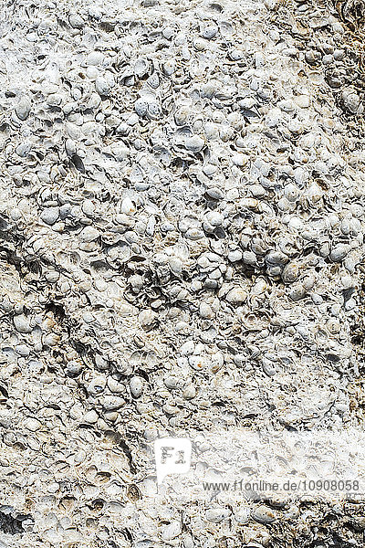 Weathered shell limestone  close-up