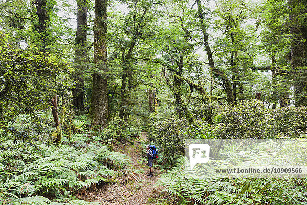 Neuseeland  Nordinsel  Te Urewera Nationalpark  männlicher Wanderer mit Blick auf Bäume entlang des Wanderweges
