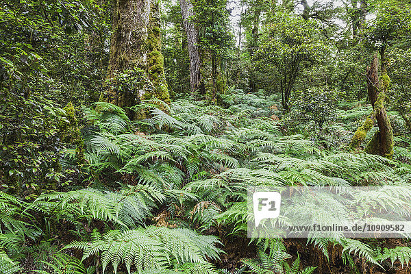 Neuseeland  Nordinsel  Te Urewera Nationalpark  Regenwald  Bäume und Farne